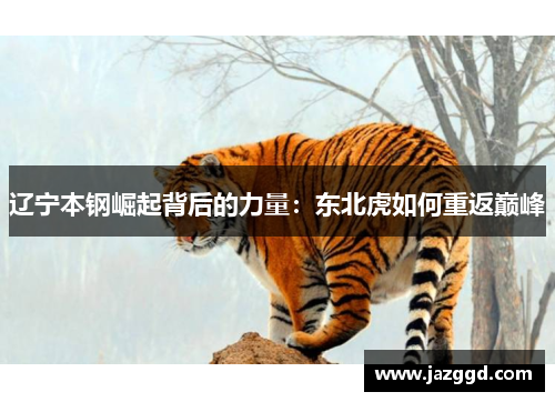辽宁本钢崛起背后的力量：东北虎如何重返巅峰